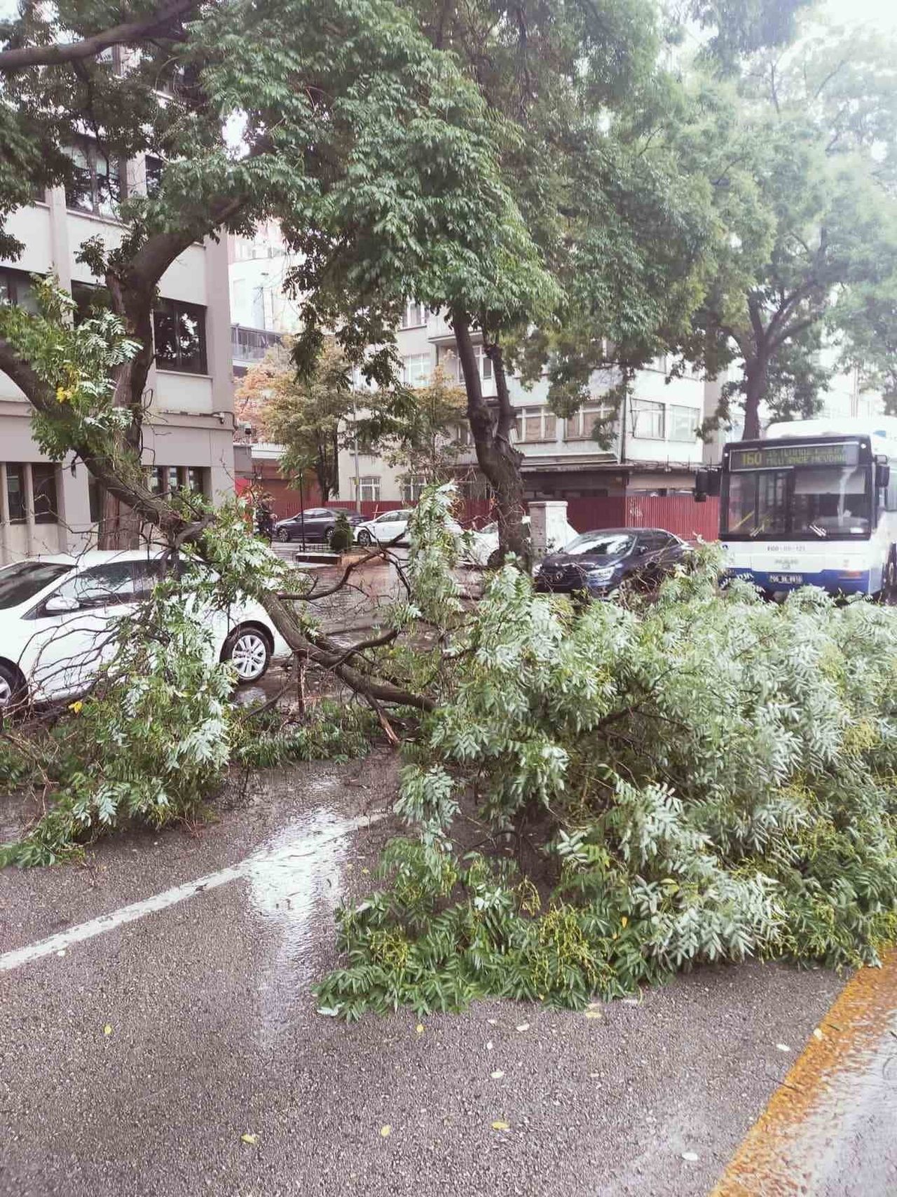 ANKARA'DA ETKİLİ OLAN SAĞANAK YAĞIŞ NEDENİYLE DEVRİLEN AĞAÇ TRAFİĞİ AKSATTI.