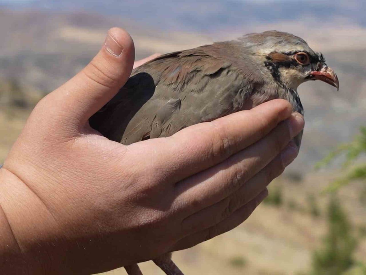 KIRIKKALE'DE KENE POPÜLASYONUNUN DOĞAL YOLLARLA AZALTILMASINA KATKI SAĞLAMASI AMACIYLA KEKLİKLER...