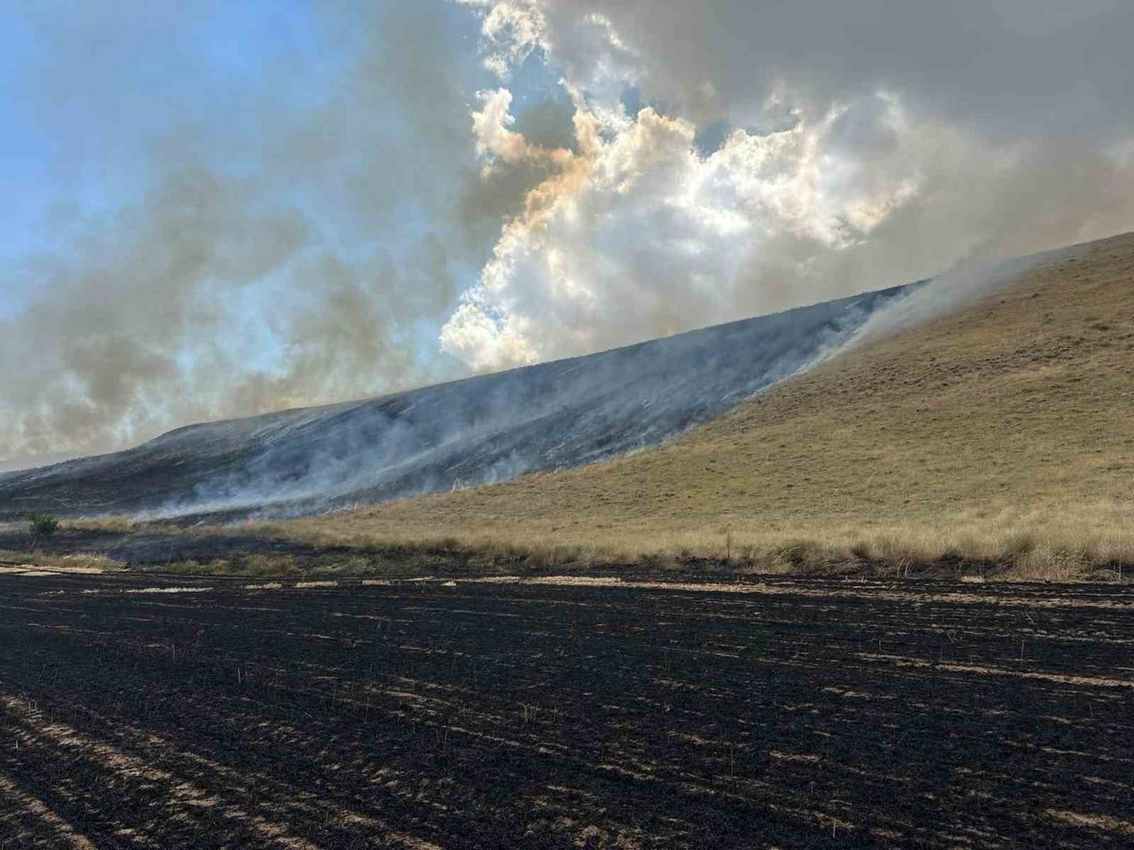 AHLAT İLÇESİNDE BİÇİLMİŞ BUĞDAY TARLALARI VE KURU OTLARIN BULUNDUĞU ALANDA ÇIKAN ÖRTÜ YANGINI...