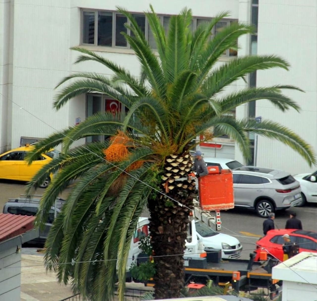 SAMSUN BÜYÜKŞEHİR BELEDİYESİ PARK VE BAHÇELER MÜDÜRLÜĞÜ EKİPLERİ, CUMHURİYET MEYDANI ÇEVRESİNDEKİ...