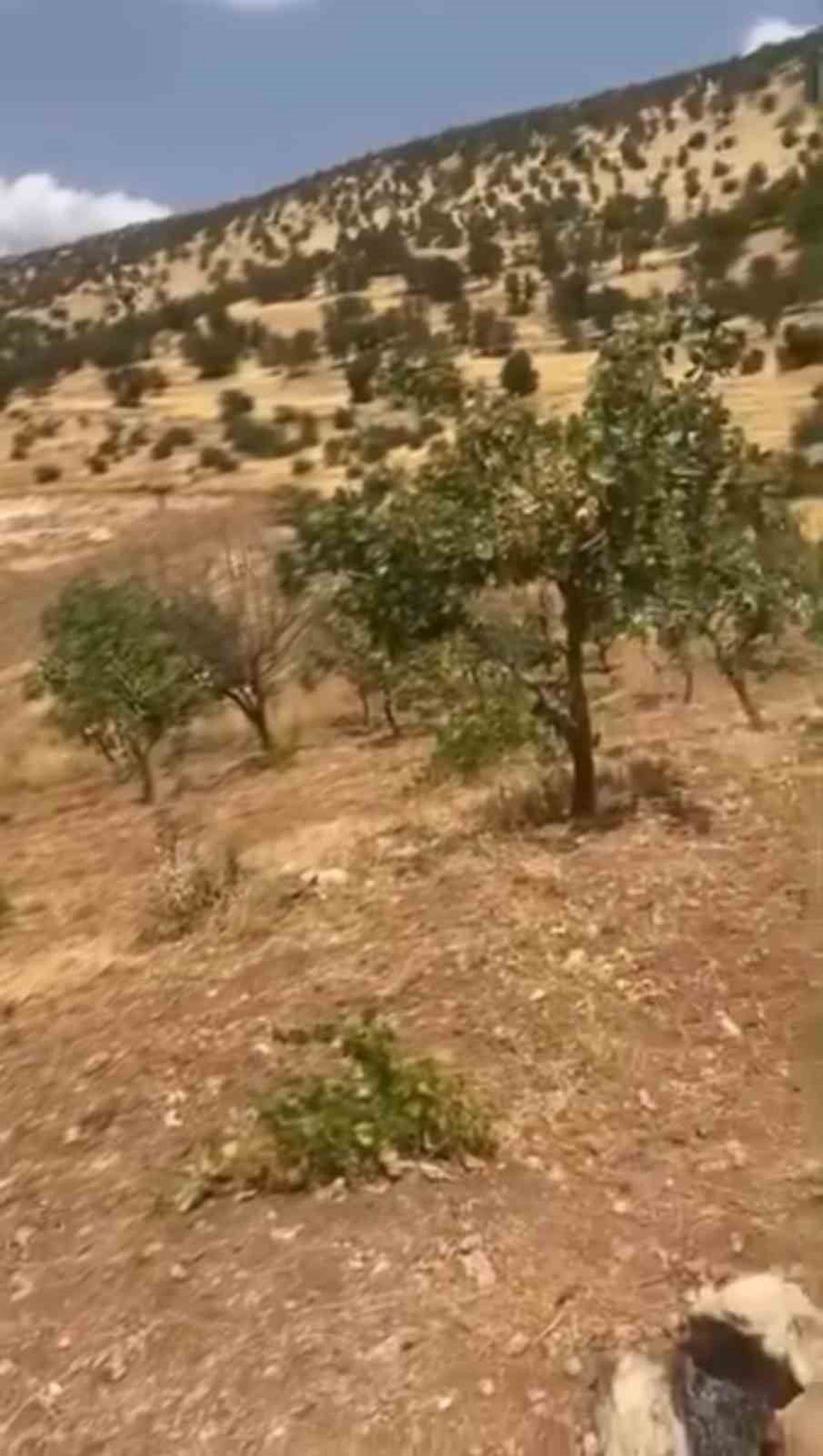 SİİRT’TE YABAN DOMUZLARI 20 YILLIK FISTIK AĞAÇLARINA ZARAR VERDİ