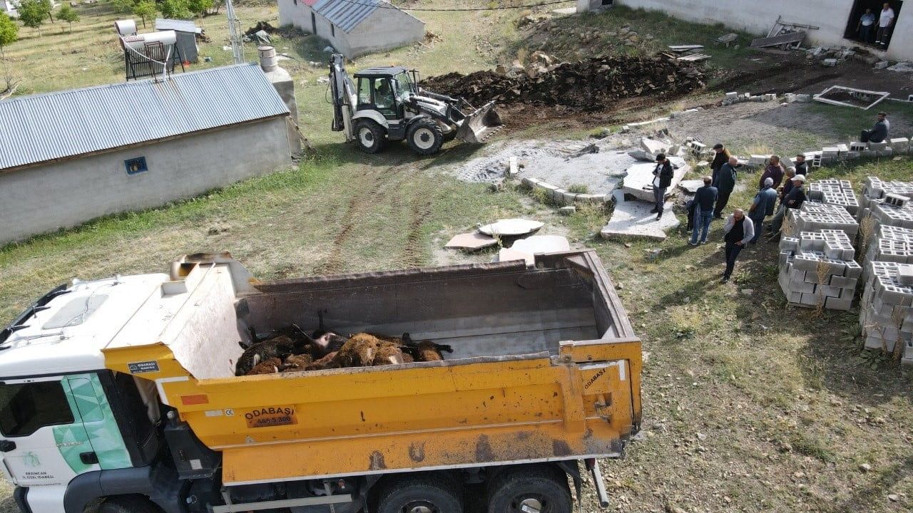 ERZİNCAN’DA AYI DEHŞETİ: AĞILA AYI GİRDİ, 144 KÜÇÜKBAŞ HAYVAN TELEF OLDU
