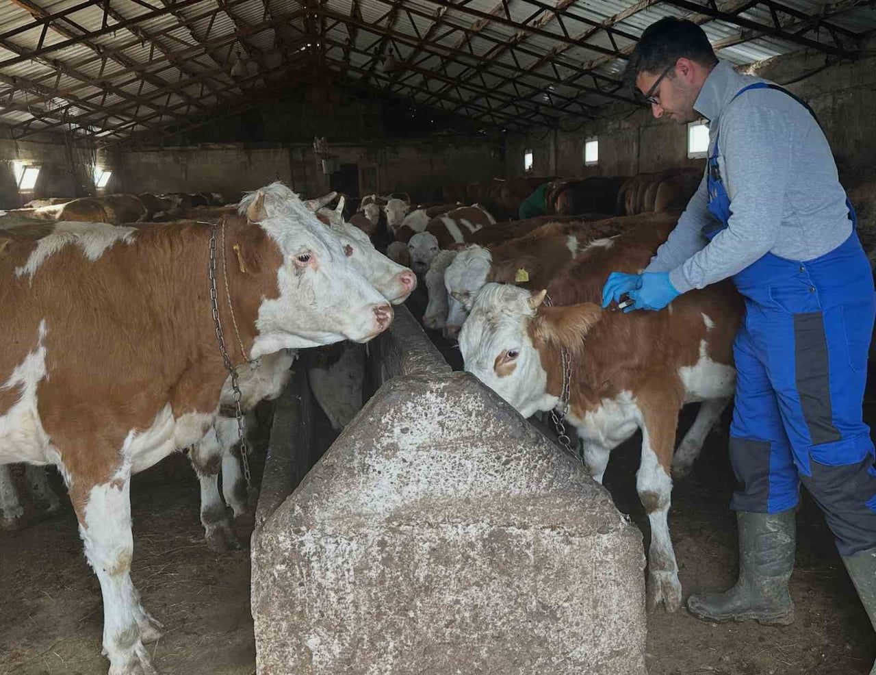 AYDINTEPE’DE ŞAP AŞILAMA ÇALIŞMALARI GÜNBULDU VE KAVLATAN’DA YAPILDI