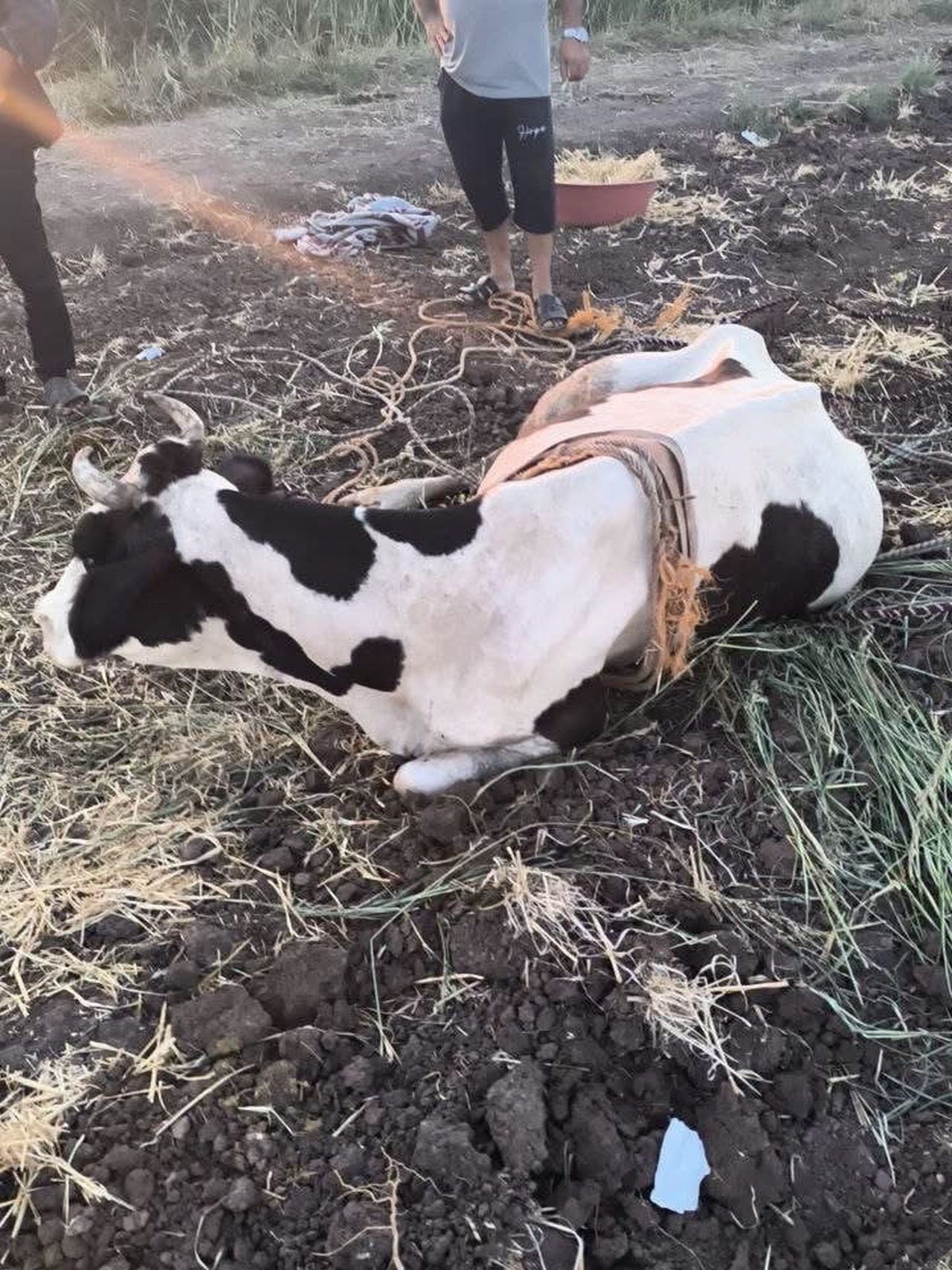 REYHANLI’DA BATAKLIĞA DÜŞEREK MAHSUR KALAN BÜYÜKBAŞ HAYVAN, EKİPLERİN ÇALIŞMASIYLA KURTARILARAK...