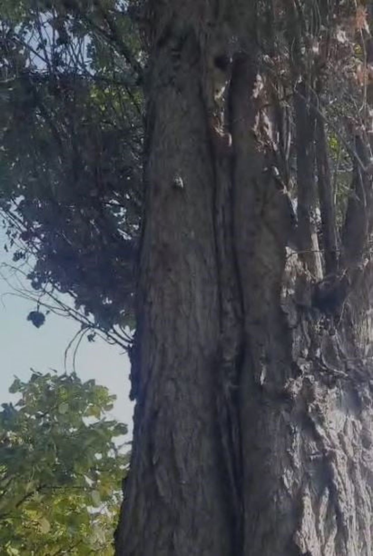 ELAZIĞ'DA SİNCAPLARIN CEVİZ TOPLAMA TELAŞI KAMERALARA YANSIDI.
