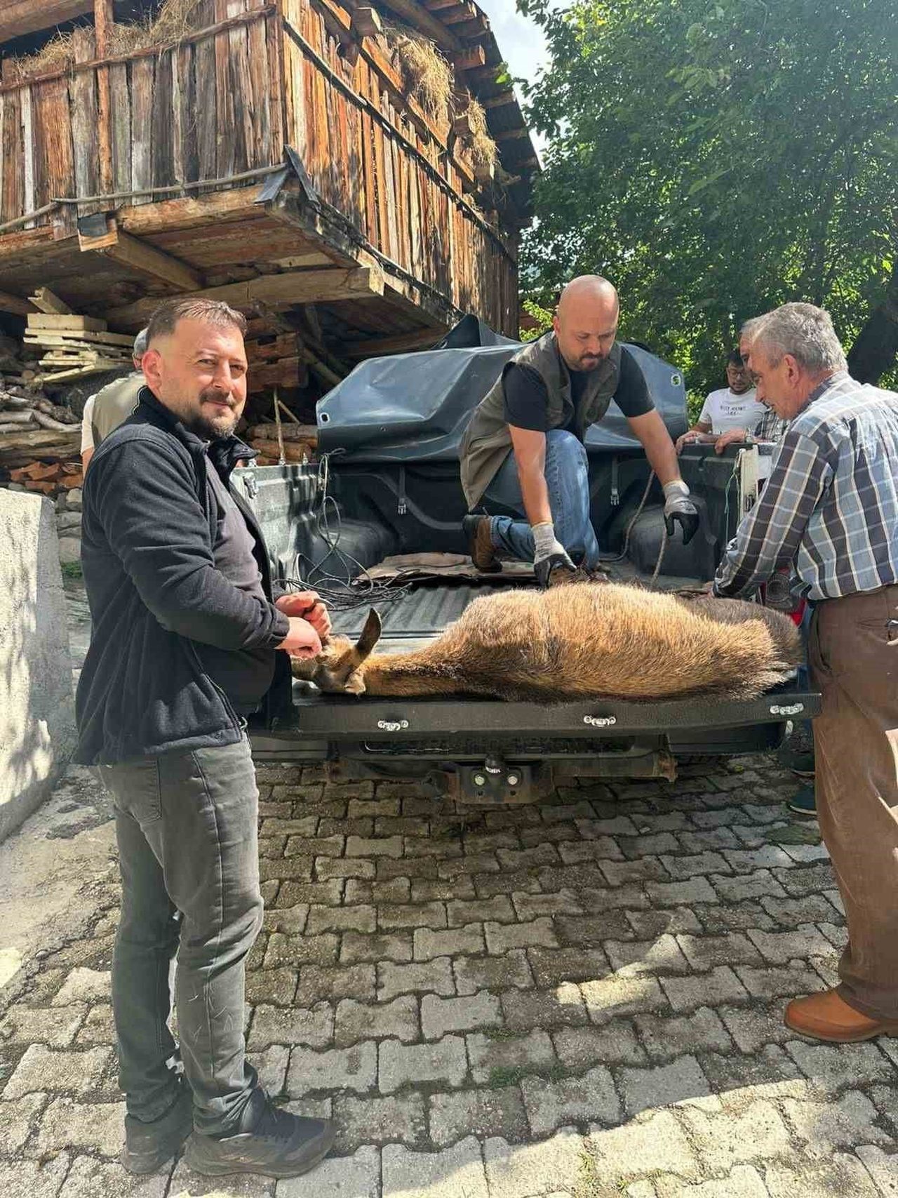 ARTVİN’İN ŞAVŞAT İLÇESİNDE HALSİZ DÜŞEN YABAN KEÇİSİ, BİR EVİN ÖNÜNE SIĞINDI. VATANDAŞLARIN İHBARI...