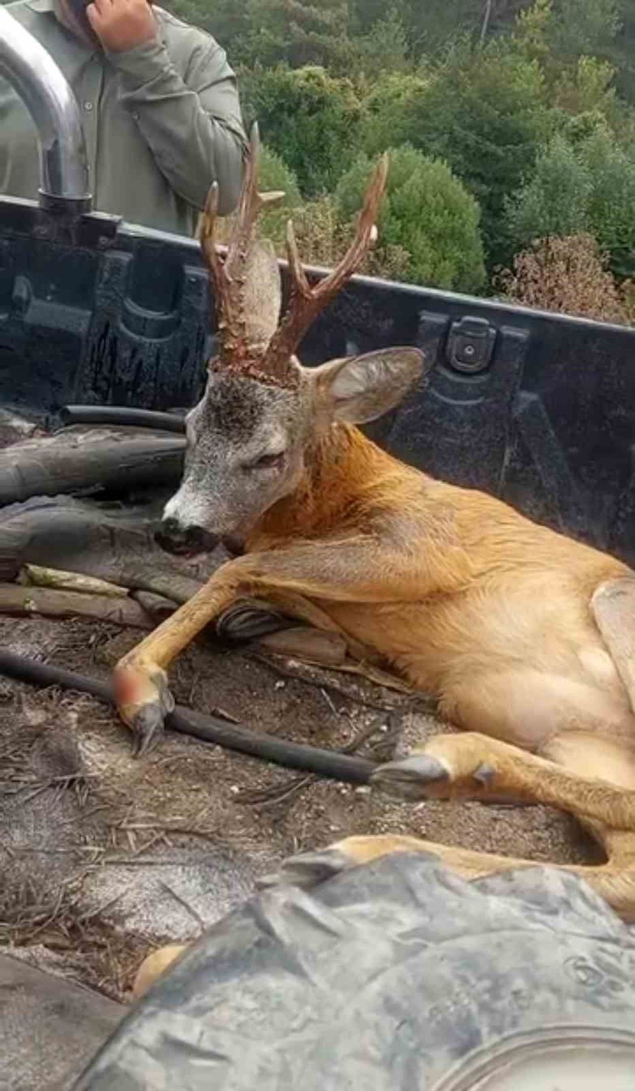 BOLU’DA MUDURNU YOLU AKKAYALAR MEVKİSİNDE YARALI HALDE BULUNAN CEYLAN, HAYVANSEVER VATANDAŞ ÖZCAN...