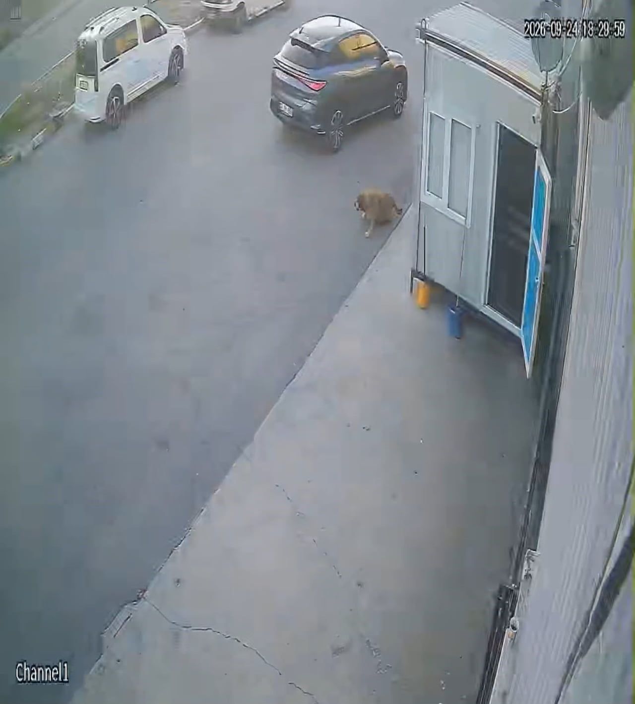 AFYONKARAHİSAR'DA BİR SÜRÜCÜNÜN SOKAK KÖPEĞİNE ÇARPTIKTAN SONRA DURMAYARAK YOLUNA DEVAM ETTİĞİ...