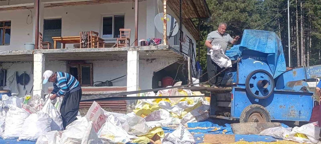 ANDIRIN’DA YERLİ MISIR HASADI SEVİNCİ: PATOSTA ÇEKİLEN MAHSUL GÜNEŞTE KURUTULUYOR