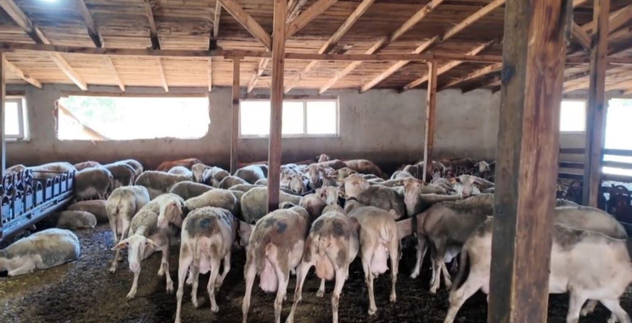 TEKİRDAĞ'IN SARAY İLÇESİNDE LACAUNE CİNSİ KOYUNLARLA SÜT ÜRETİMİ YAPAN SEVCAN BAYRAKTAR, AİLE...