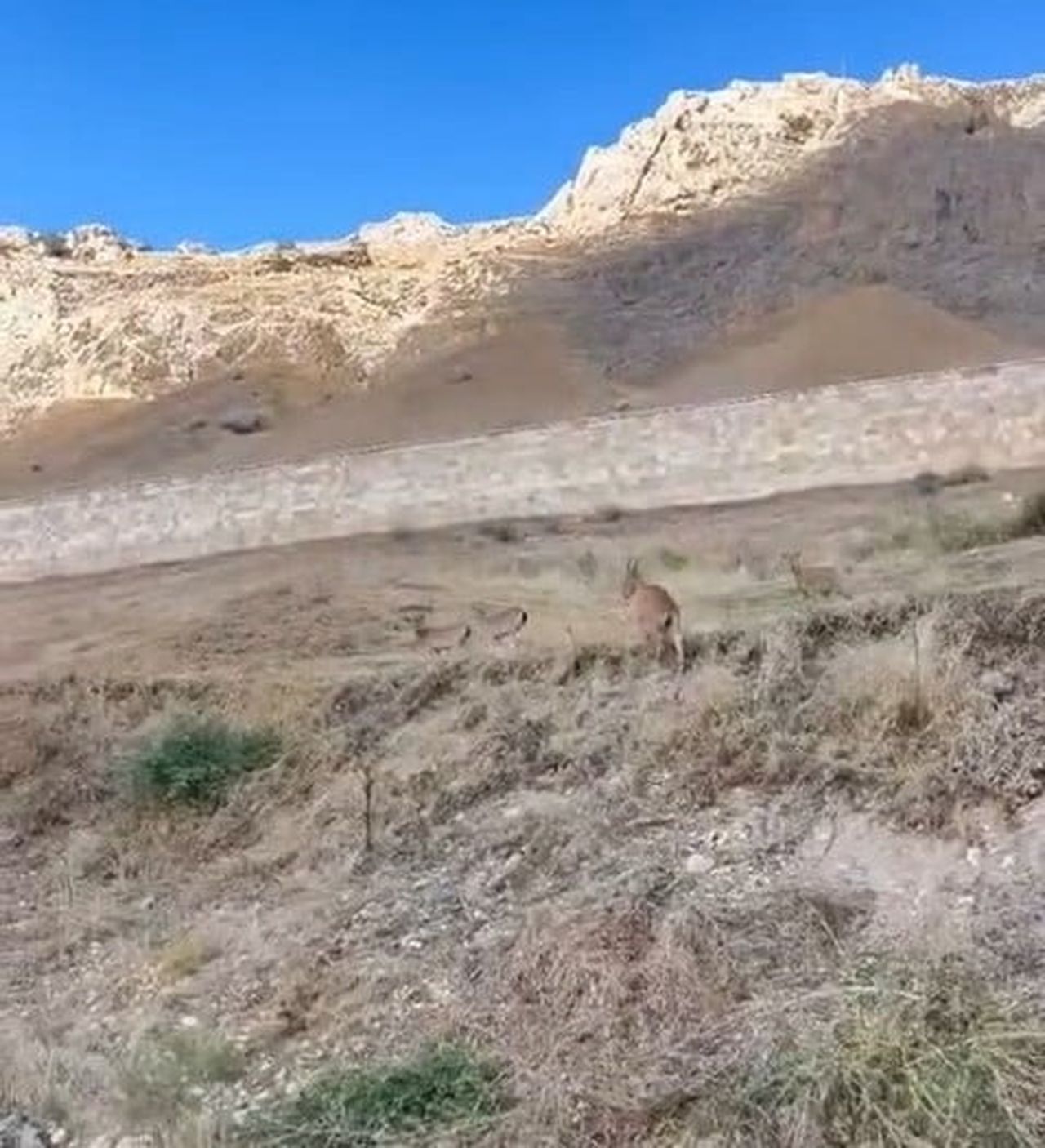 ELAZIĞ’IN PALU İLÇESİNDEKİ TARİHİ PALU KALESİ ÇEVRESİNDE SÜRÜ HALİNDE DAĞ KEÇİLERİ...