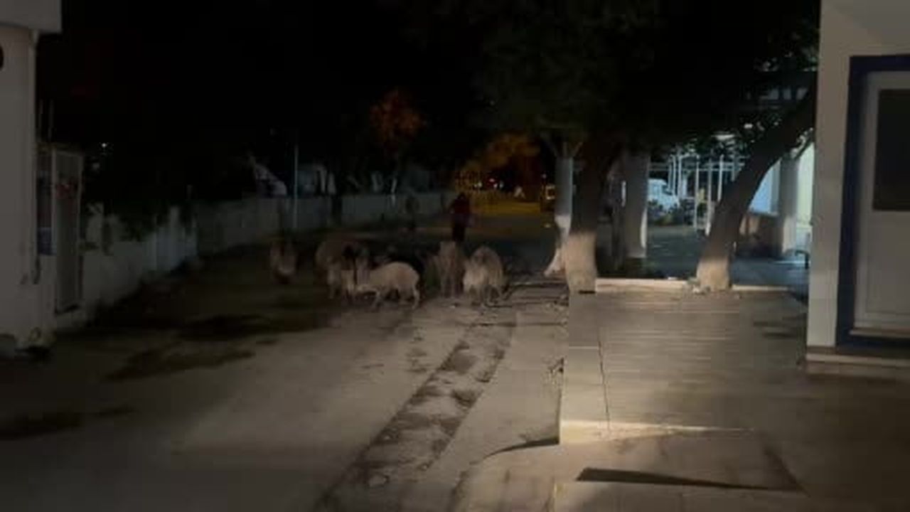 Bodrum’da domuz sürüsü mahalleye indi