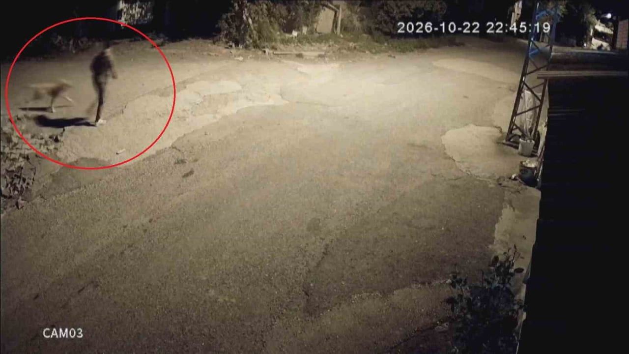 HATAY'IN DÖRTYOL İLÇESİNDE BİR AİLENİN 2 YILDIR BAKTIĞI GOLDEN CİNSİ TOMİ İSİMLİ KÖPEK...