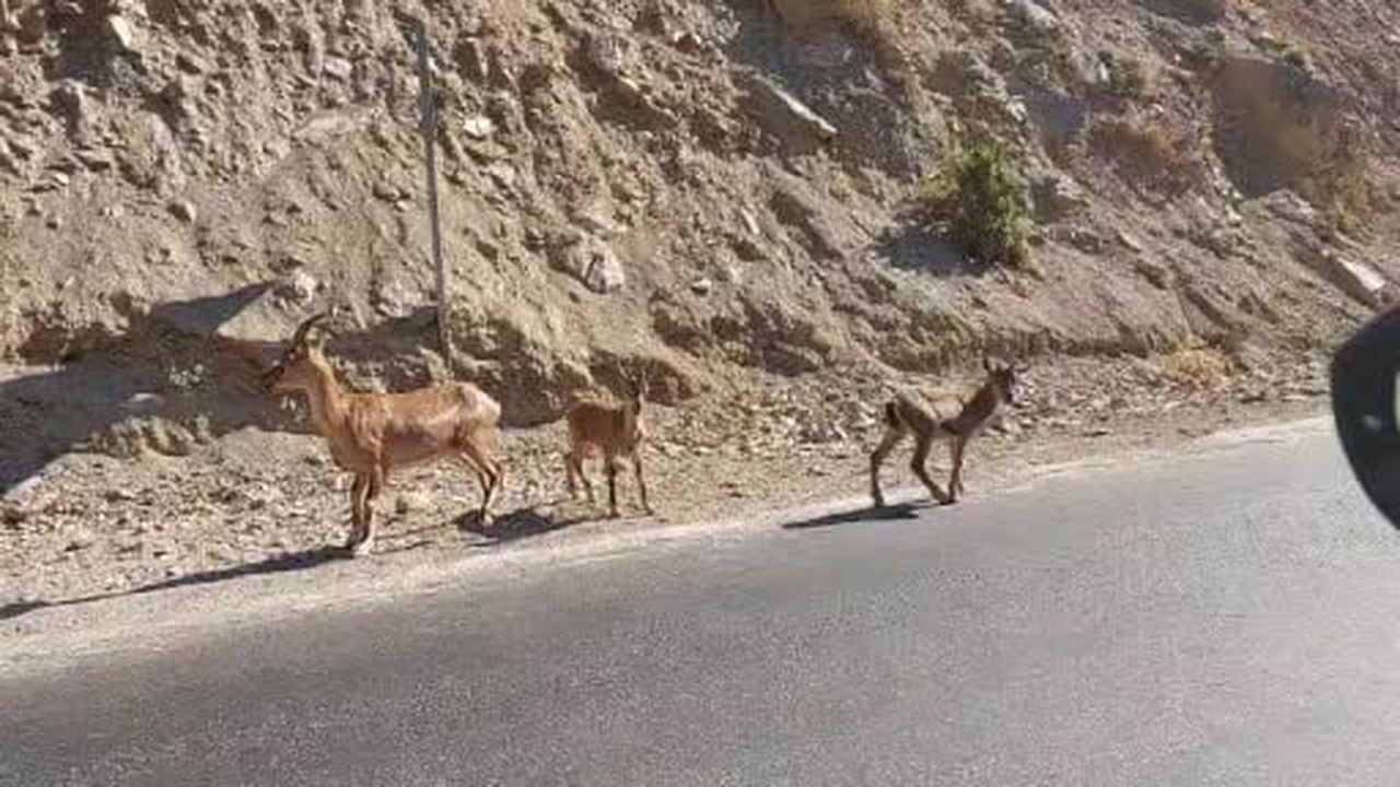 Tunceli’de nesli tükenme tehlikesi altında olan dağ keçileri görüntülendi