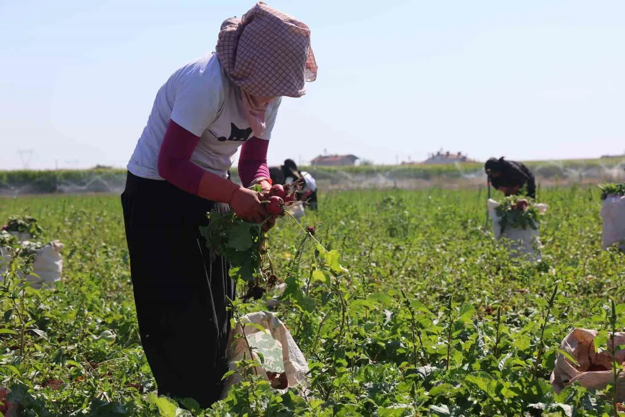 TÜRKİYE'NİN ÖNEMLİ TARIM MERKEZLERİNDEN KONYA OVASI'NDA KIRMIZI TURP HASADI BAŞLADI.