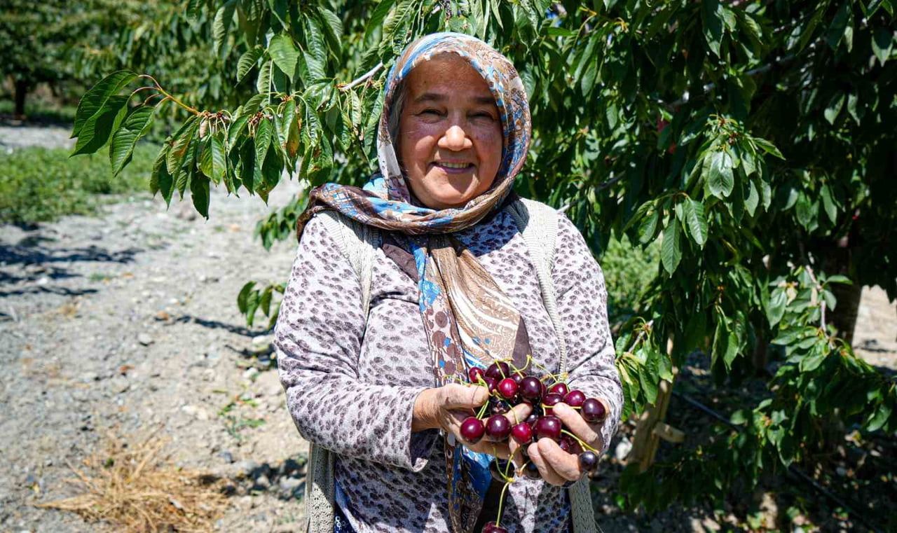 GEÇEN SENE ZİRAİ DON NEDENİYLE VERİMDE DÜŞÜŞ YAŞAYAN ANKARALI KİRAZ ÜRETİCİLERİ, YENİ SEZONDA 80...