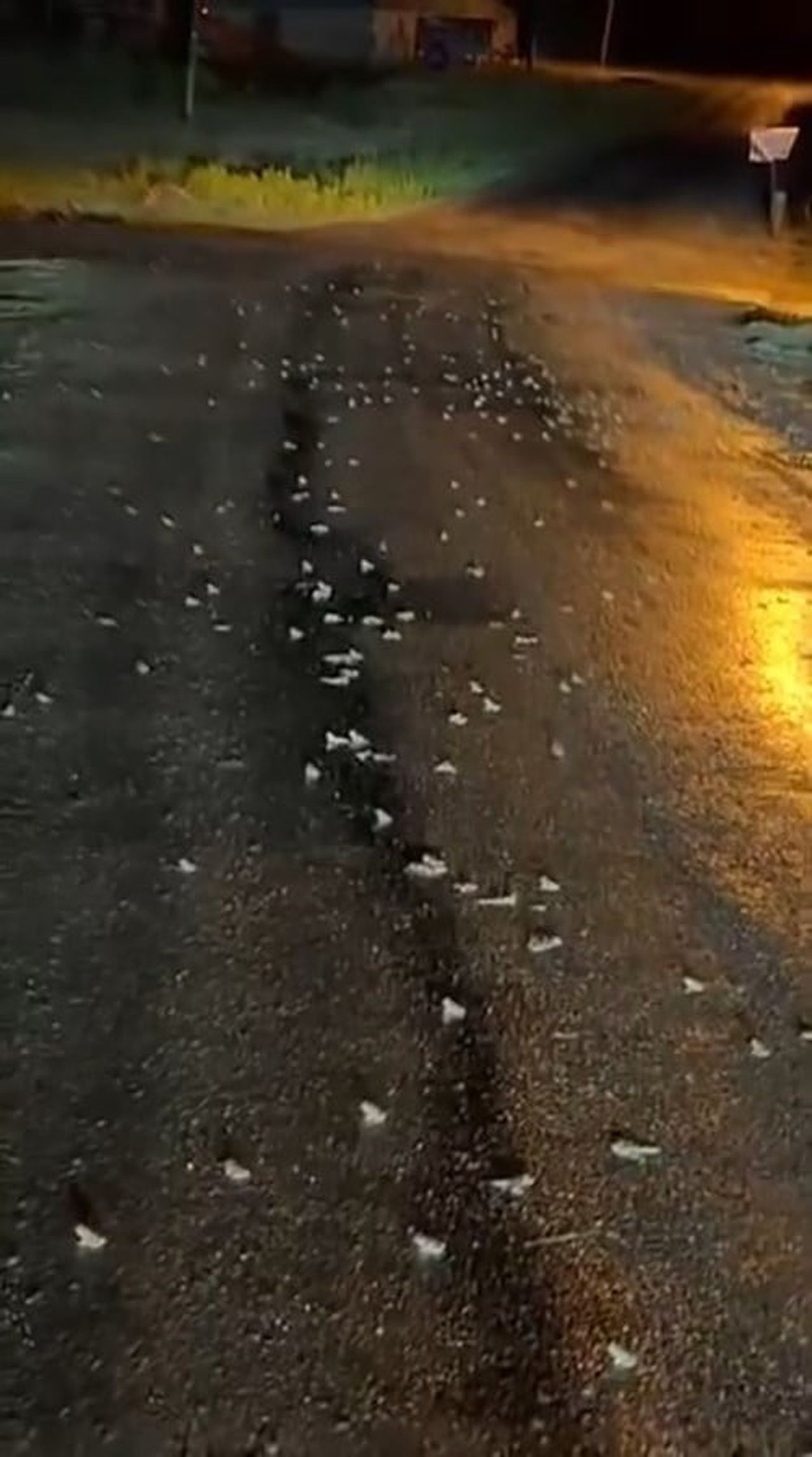 BİNGÖL’DE YAĞIŞLARDAN SONRA YÜZLERCE KURBAĞA KARAYOLUNA ÇIKTI. VATANDAŞLAR O ANLARI CEP TELEFONU...
