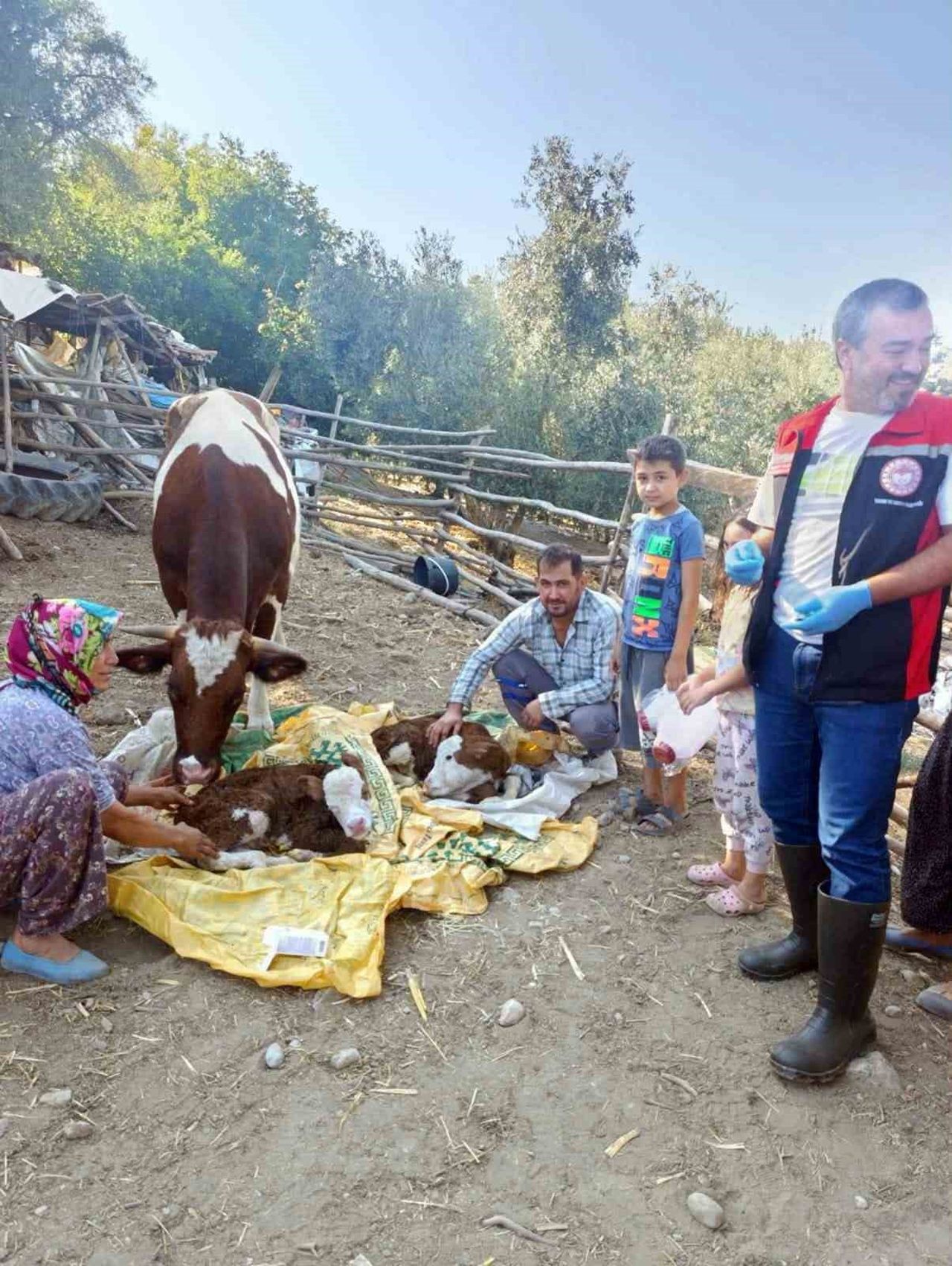 MUĞLA’DA BUZAĞI KAYIPLARININ AZALTILMASI AMACIYLA ‘YENİ DOĞAN BUZAĞI BAKIMI PROJESİ( HAYATA...