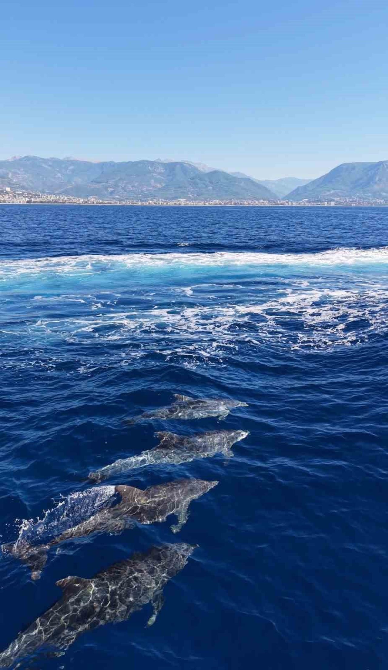 ANTALYA’NIN ALANYA İLÇESİNDE KALE AÇIKLARINDA SÜRÜ HALİNDE YÜZEN YUNUSLAR, DRONLA GÖRÜNTÜLENDİ....