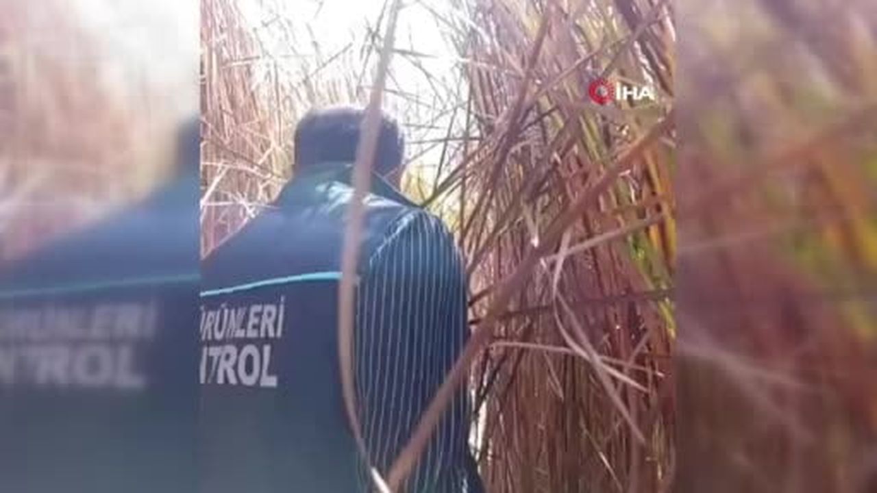 Çamur içinde çırpınan balıklar için tanker tanker su taşındı