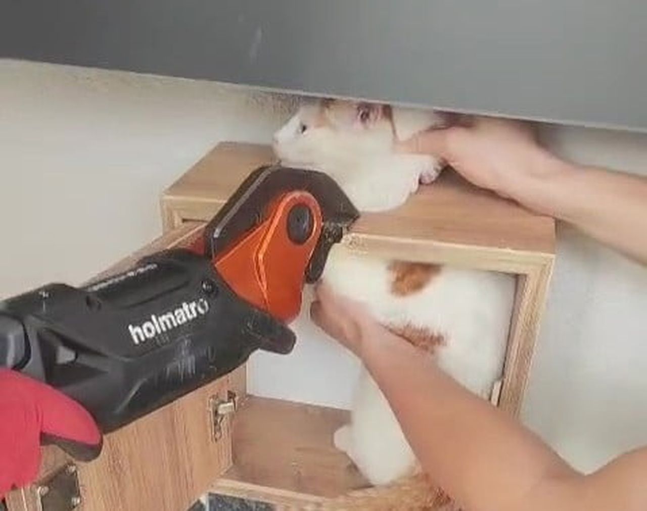 MALATYA'NIN BATTALGAZİ İLÇESİNDE BİR APARTMANIN POSTA KUTUSUNA SIKIŞAN KEDİ, İTFAİYE EKİPLERİ...