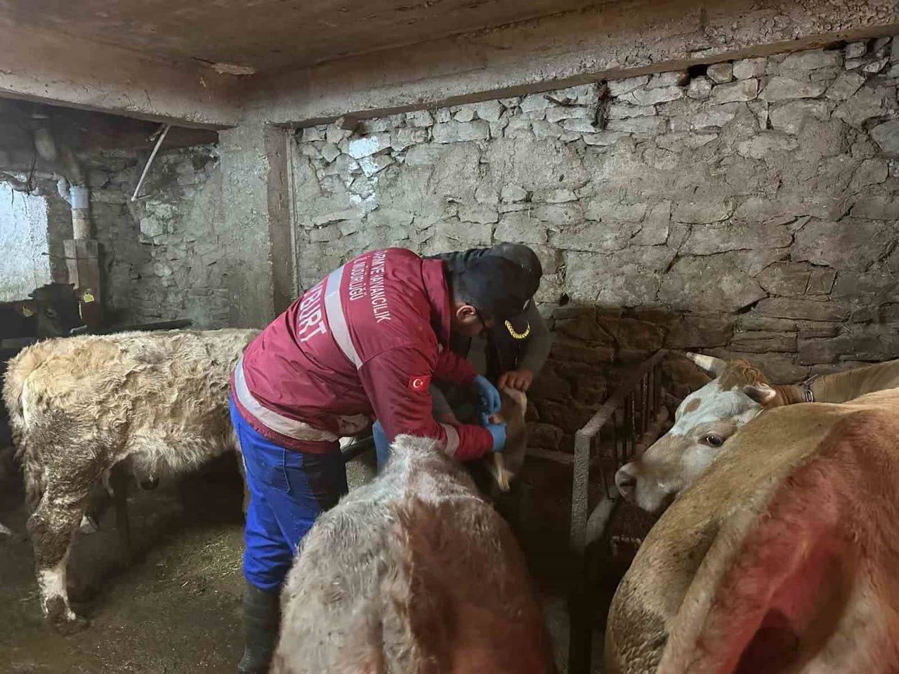 AYDINTEPE’DE ŞAP AŞILAMA ÇALIŞMALARI YENİ YERLEŞİMLERDE DEVAM EDİYOR