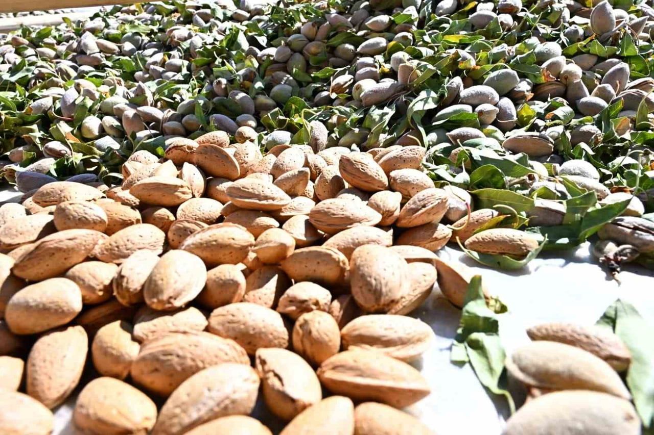 DENİZLİ’NİN BADEM ÜRETİMİYLE ÖN PLANA ÇIKAN MERKEZİ ACIPAYAM’DA SEZONUN İLK YASADI YAPILDI....