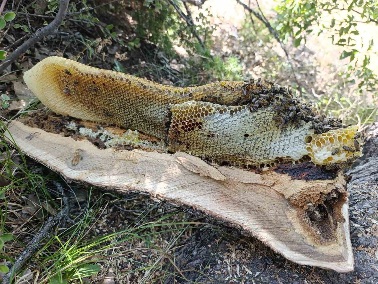 PALU’DA AĞACIN KOVUĞUNDAN KİLO KİLO AĞAÇ BALI ÇIKTI. ÇEVRESİNDEKİ YOĞUN ARI HAREKETLİLİĞİ DE CEP...