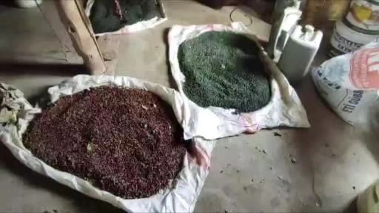 Batman’da menengiç, köylülerin geçim kaynağı oldu