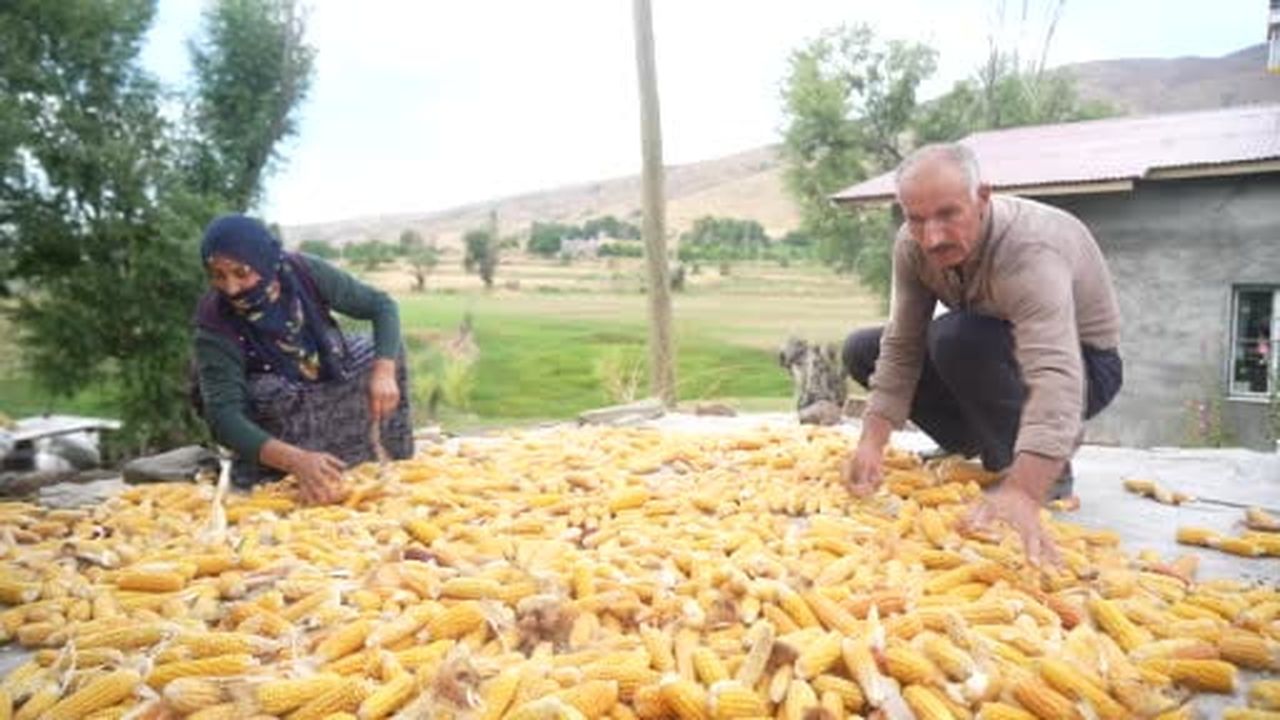 Muş’ta geleneksel yöntemle mısır hasadı
