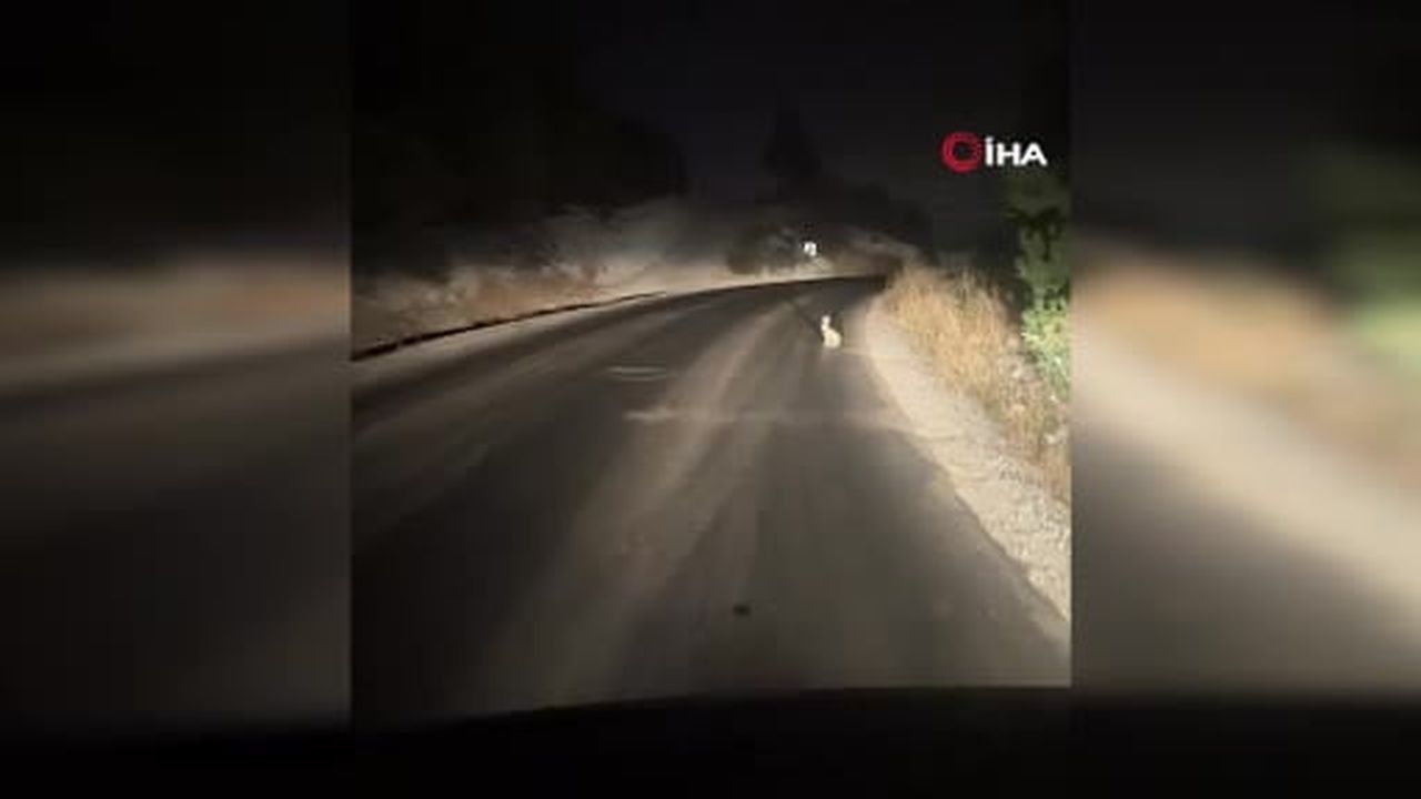 Beypazarı’nda gece sürprizi: Yoldan kaçmayan tavşan sürücüyü şaşırttı