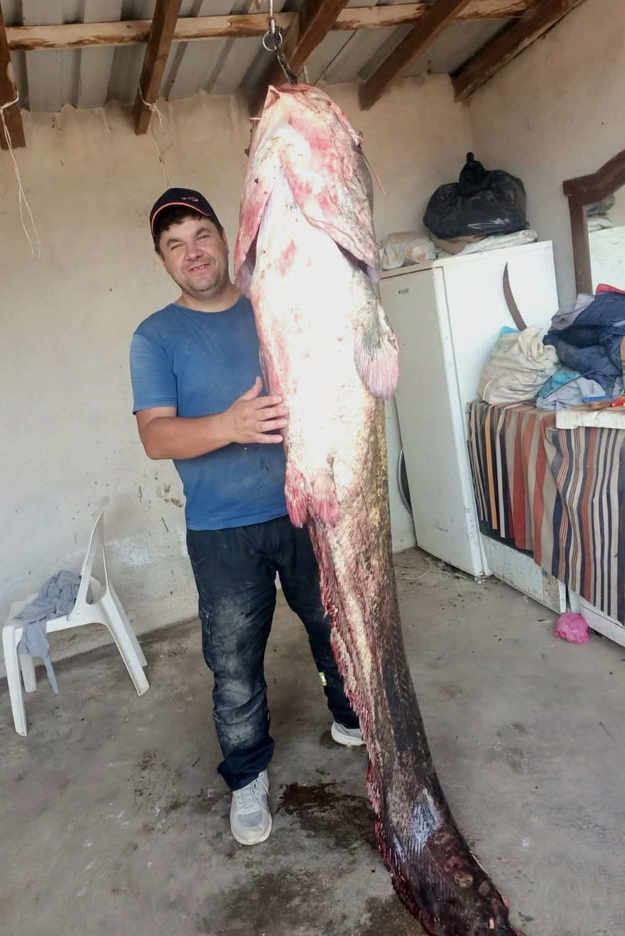MERİÇ NEHRİ’NDE 2 METRE 45 SANTİMETRELİK DEV YAYIN BALIĞI