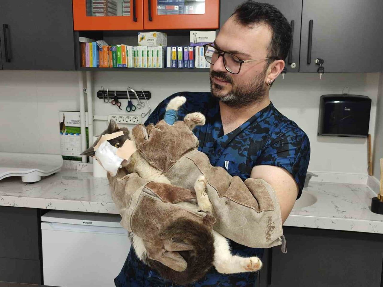 EDİRNE’NİN KEŞAN İLÇESİNDE, YÜZ BÖLGESİNDE SQUAMÖZ HÜCRELİ KARSİNOM (SCC) BULUNAN SOKAK KEDİSİ...