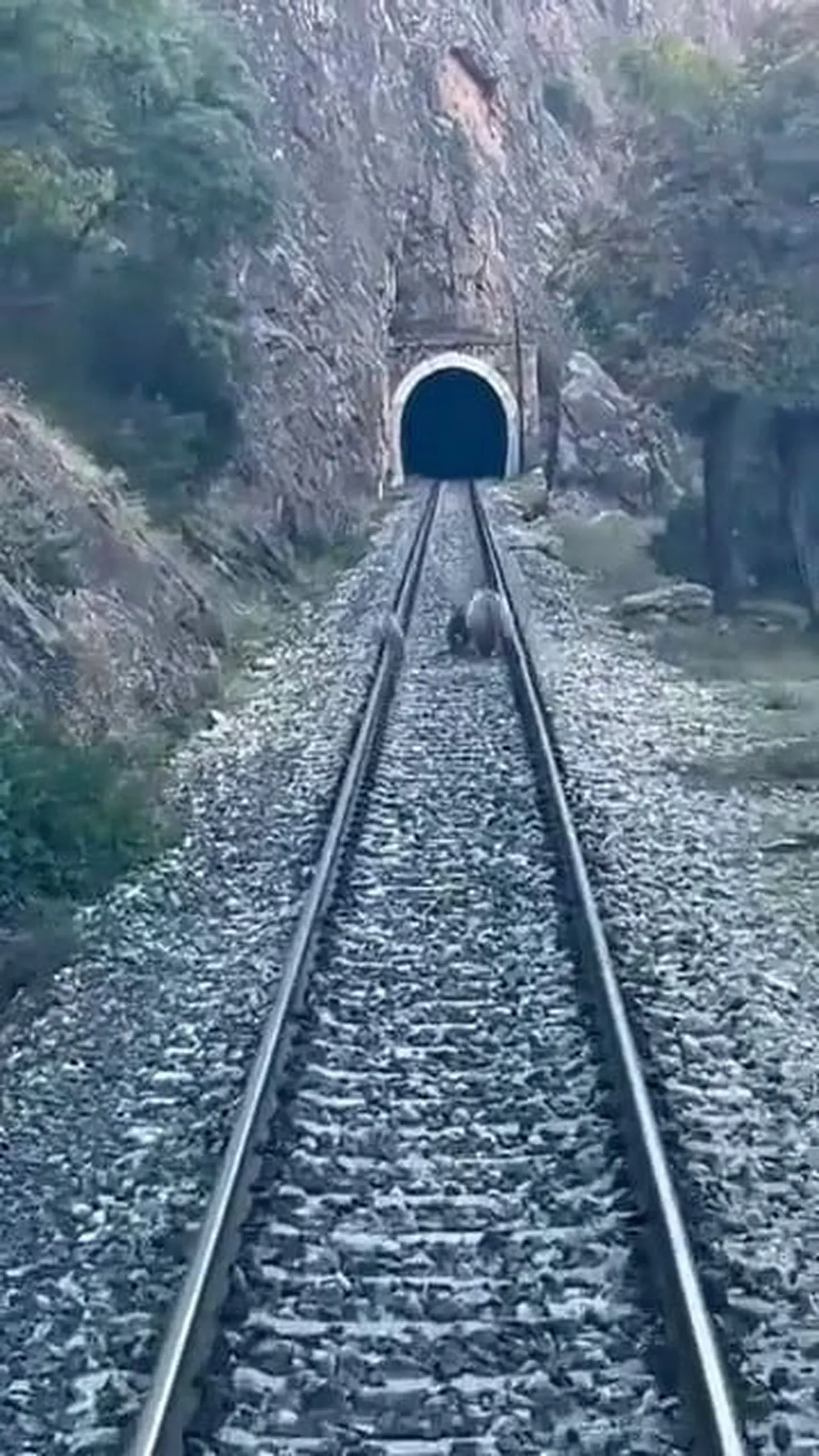 SİVAS’IN DİVRİĞİ İLÇESİNDE TREN RAYLARINDAN GÖRÜLEN AYI AİLESİ YOLCU TRENİNİN HAREKET ETMESİNİ...