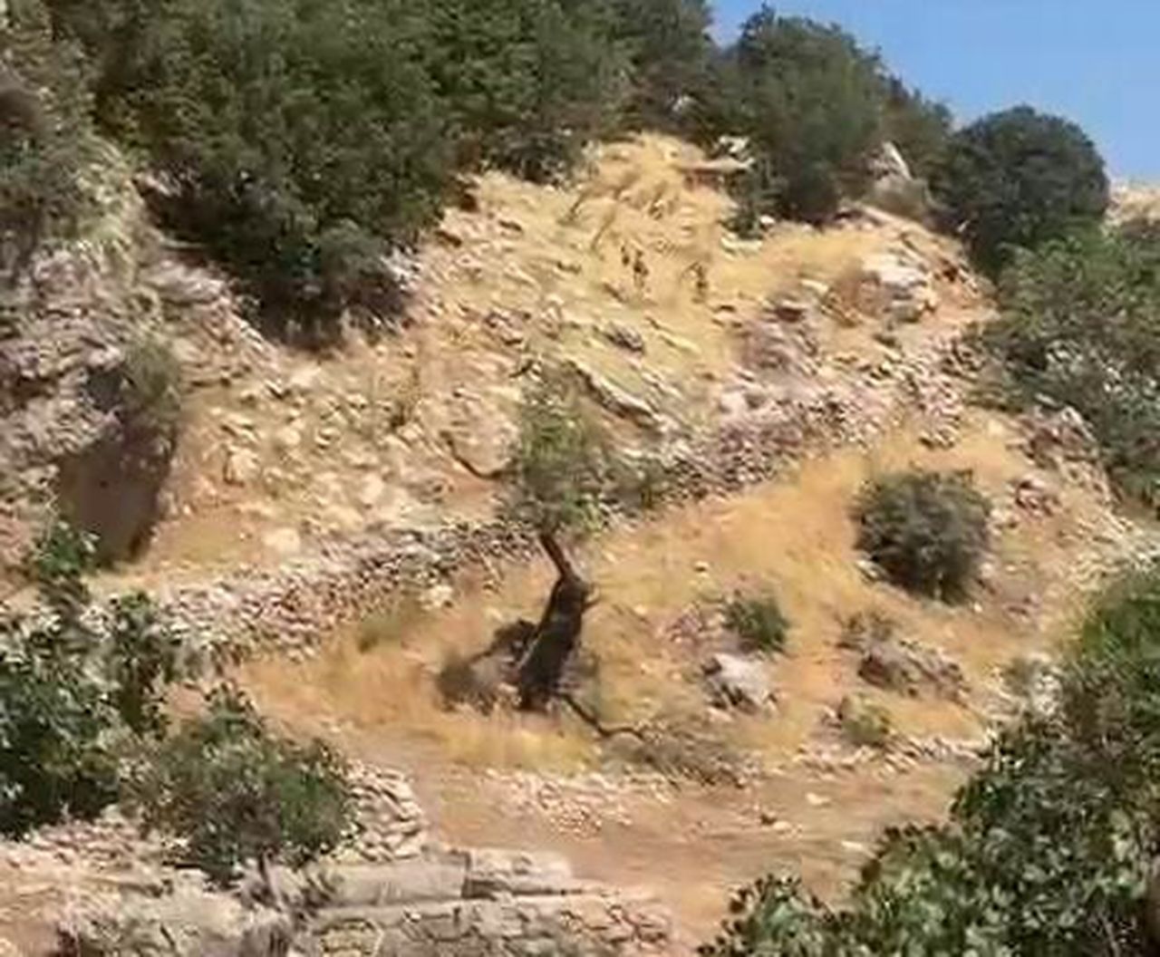 DİYARBAKIR’IN ÇERMİK İLÇESİNDE, NESLİ TÜKENME TEHLİKESİ ALTINDA OLAN YABAN KEÇİLERİ SÜRÜ HALİNDE...