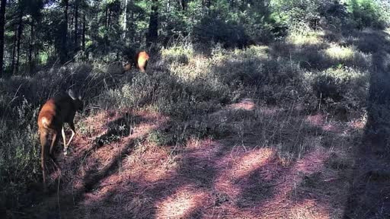 Ganos Dağları'nda karacalar fotokapana yakalandı