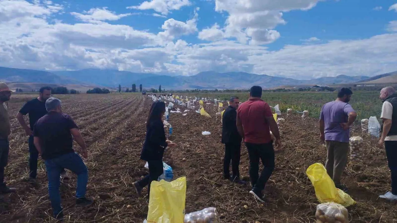 TERCAN’DA PATATES HASADI BAŞLADI