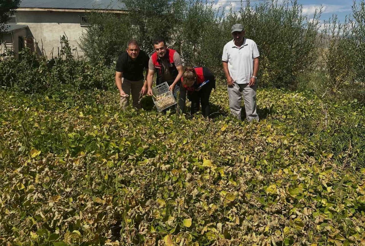 AYDINTEPE ŞEKER FASULYESİ TARLADA DENETLENDİ