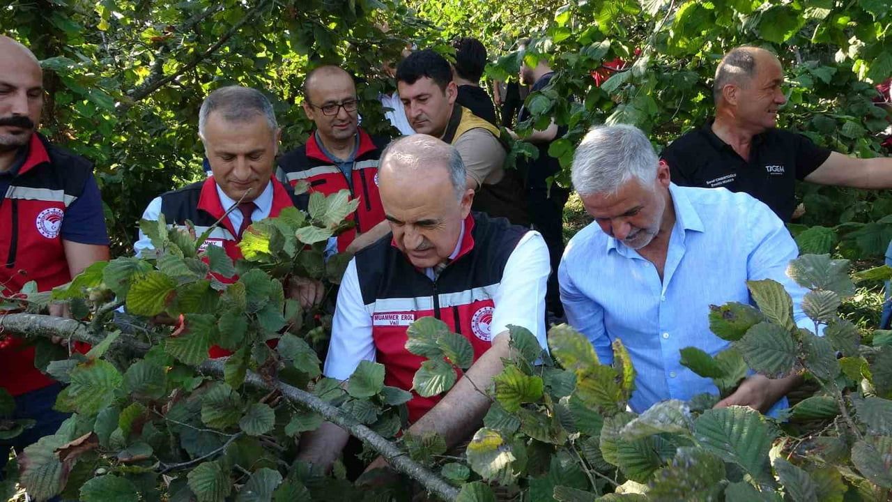 VALİ MUAMMER EROL VE PROTOKOL FINDIK HASAT