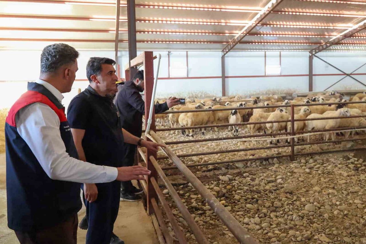 TUNCELİ’NİN MAZGİRT İLÇESİNDE YÜZDE 50 HİBE DESTEĞİYLE HAYATA GEÇİRİLEN HAYVANCILIK YATIRIMI...