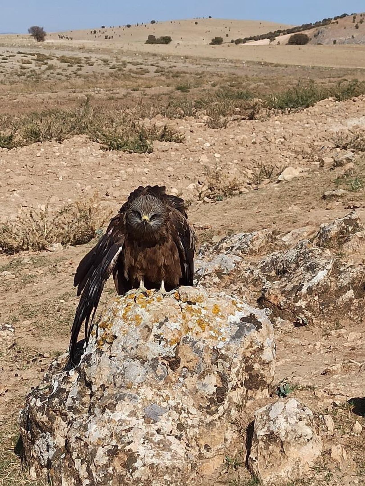 HIDIR BABA KÖYÜNDE YARALI VE BİTKİN HALDE BULUNAN ÇAYLAK KUŞU, KÖYLÜLER TARAFINDAN KORUMA ALTINA...
