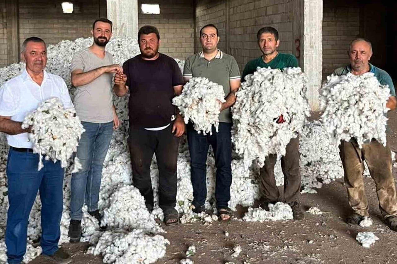 GAZİANTEP’İN ARABAN İLÇESİNDE BEYAZ ALTIN OLARAK ADLANDIRILAN PAMUK HASADINA BAŞLANDI, İLK PAMUK...