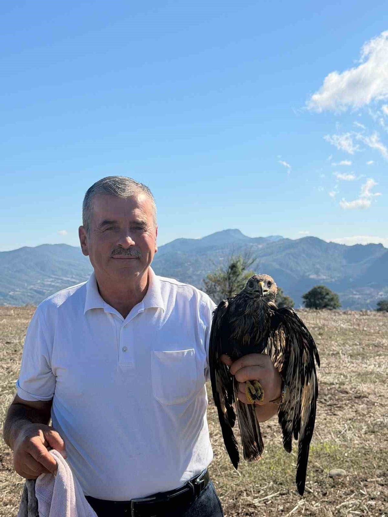 BOLU’NUN GÖYNÜK İLÇESİNDE YOL KENARINDA KANATLARI SICAK ASFALTA BULAŞTIĞI İÇİN UÇAMAYAN ŞAHİN...