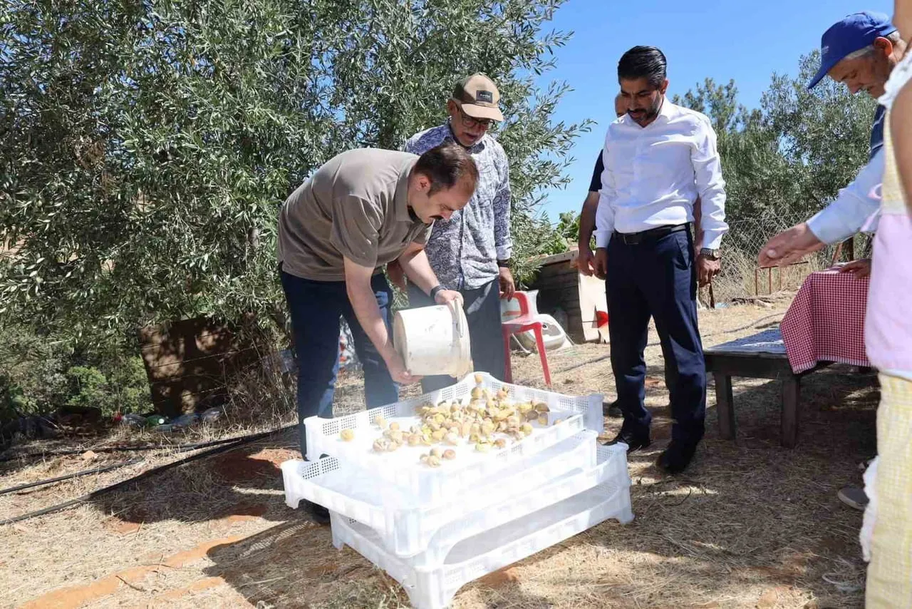 AYDIN’IN KARACASU İLÇESİNDE İNCİR HASADI DEVAM EDERKEN, KARACASU KAYMAKAMI İSMAİL BATTAL...