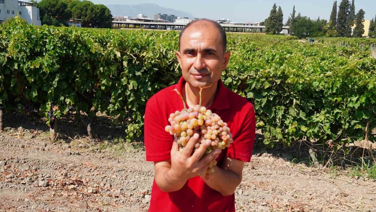 MANİSA BAĞCILIK ARAŞTIRMA ENSTİTÜSÜ’NDE HASADI YAPILAN BRONX SEEDLESS ÜZÜM ÇEŞİDİ, GÖRÜNTÜSÜYLE...