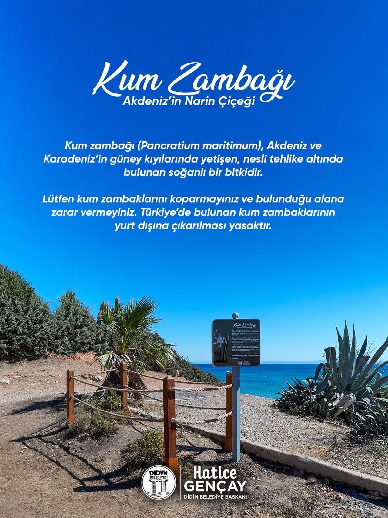 DİDİM BELEDİYESİ KUM ZAMBAĞI’NI KORUMA ALTINA ALDI
