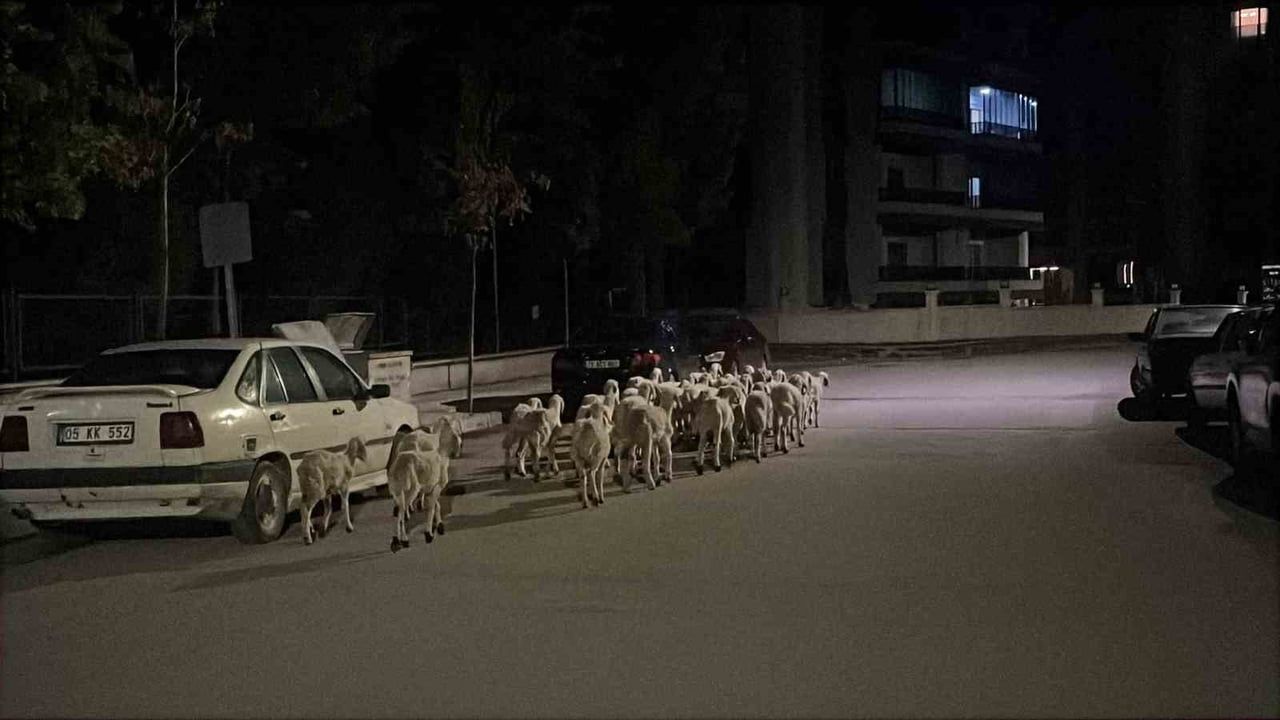 ÇORUM'DA KOYUNLAR AHIRIN KAPISINI KIRARAK FİRAR ETTİ