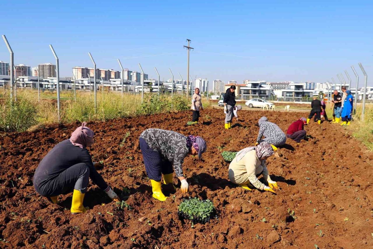 DİYARBAKIR BÜYÜKŞEHİR BELEDİYESİNİN KADIN KOMÜN KENT BOSTANINDA YAZLIK ÜRÜNLERİN ARDINDAN KIŞLIK...