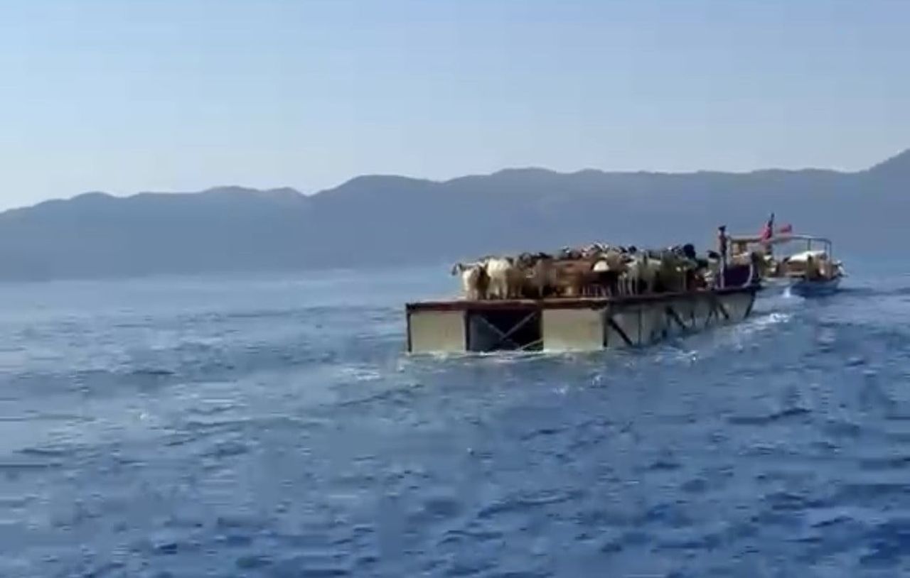 YÖRÜK KÜLTÜRÜNÜN ASIRLIK KEÇİCİLİK GELENEĞİ MUĞLA'NIN MARMARİS İLÇESİNDE YAŞATILIRKEN, KARAYOLU...
