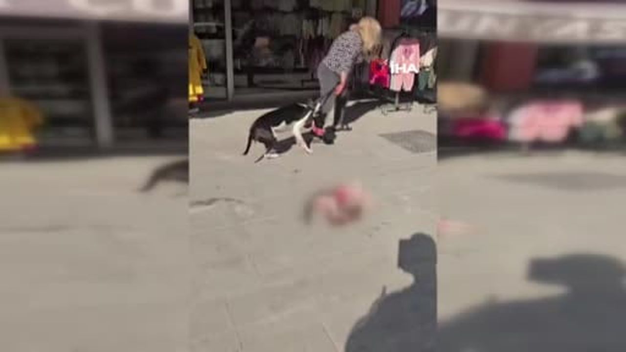 Esenyurt'ta sokakta kedi parçalayan Pitbull sahibine 95 bin TL ceza